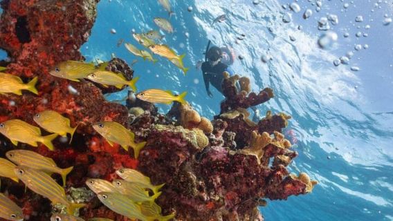 Isla Mujeres: Snorkel Tour at Musa and Manchones Reef