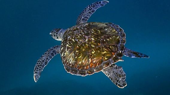 Brunswick Heads: Snorkelling in Byron Bay