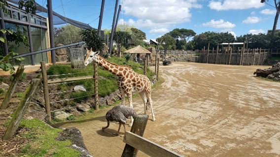 Auckland lawatan terbaik | Terokai Studio Weta + Gunung One Tree + Zoo termasuk tiket dan pengangkutan