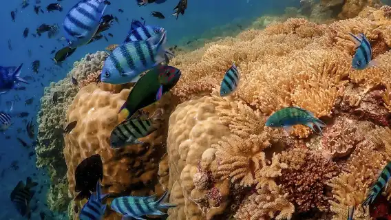 從曼谷出發：尼莫島體驗（含空拍照片及海濱餐廳午餐）