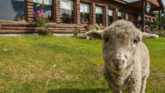 Estancia 25 de Mayo: 가이드 투어 + 저녁 식사 + 엘 칼라파테에서 왕복 교통편