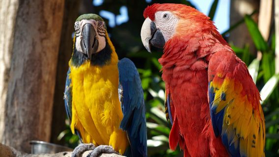 อุทยานนกเบโกเนียฤดูใบไม้ร่วง กาพยอง + บริการเช่ารถส่วนตัวเที่ยวเกาะนามิ (ตัวเลือกการเดินทางที่สะดวกสบาย)