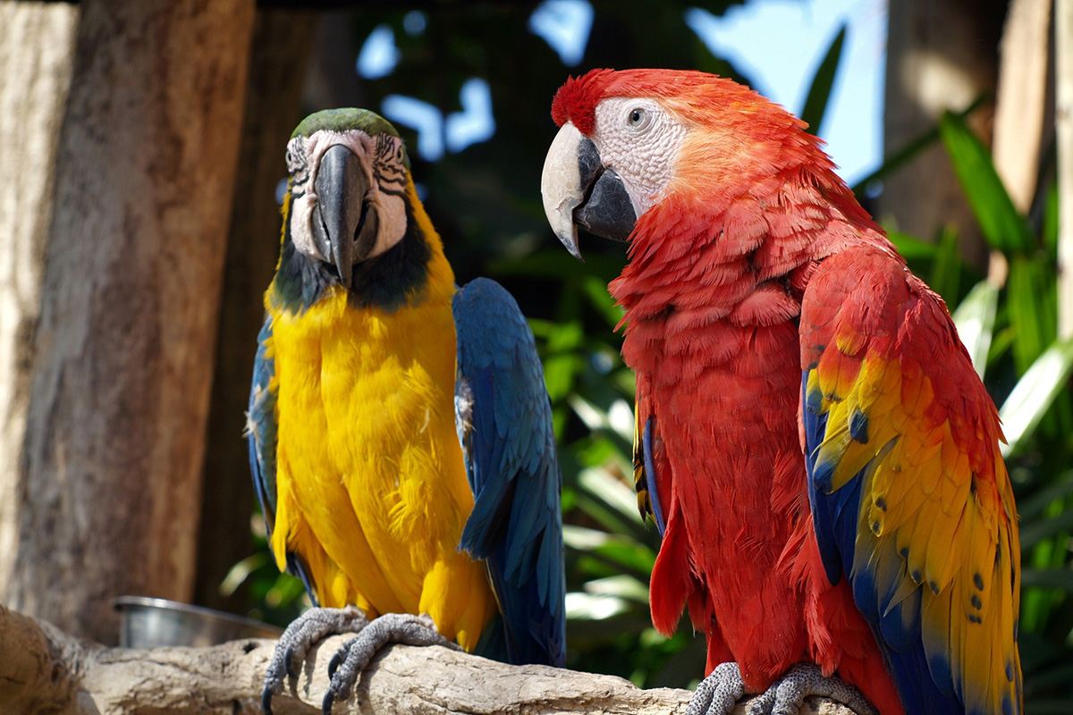 加平秋のベゴニアバードパーク + 南怡島プライベートカーチャーター（簡単な旅行オプション）
