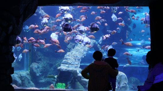 Weihai pakej pelancongan untuk keluarga/warga emas/pasangan|Tarikan boleh disesuaikan