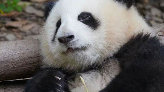 Chuyến tham quan nửa ngày đến Cơ sở Nghiên cứu Nhân giống Gấu trúc Khổng lồ Thành Đô. Trải nghiệm di sản văn hóa phi vật thể của nghề làm giấy hoặc nặn tượng bằng bột. Cùng các nghệ nhân gấu trúc.