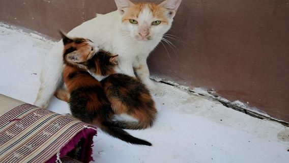 Jeddah: Lawatan Berpandu Bandar Bersejarah Bandar Lama Al-Balad