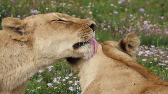 Sunrise Safari - attraverso l'Addo Park fino alla riserva di Schotia