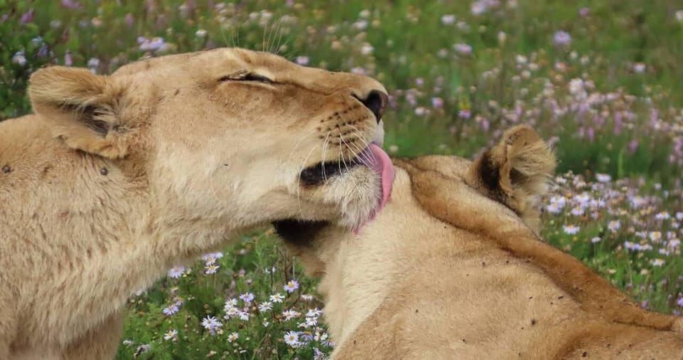 Sunrise Safari - through Addo Park to Schotia reserve