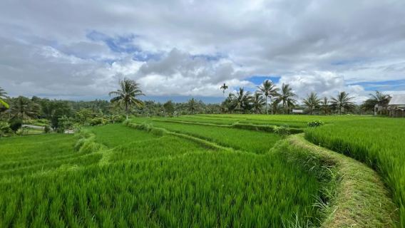 Lombok: cascata di Benang Stokel e Kelambu, campo di riso e spiaggia
