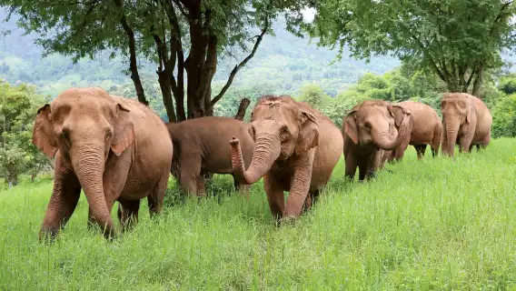 空中漫步全日造訪不干擾計畫的空中漫步與大象自然保護公園