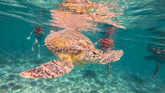 Mayan Ruins of Tulum & Akumal: Day Trip with Turtle Snorkel & Cenote Swim