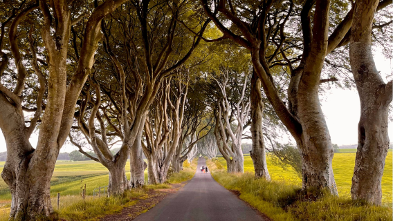 The Dark Hedges + Giant's Causeway + Dunluce Castle 1-day tour - Game of Thrones filming locations