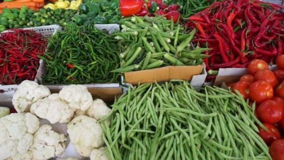 Organic Farm Experience