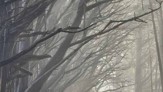 美國洛杉磯出發--舊金山結束-1號公路--包車-精選