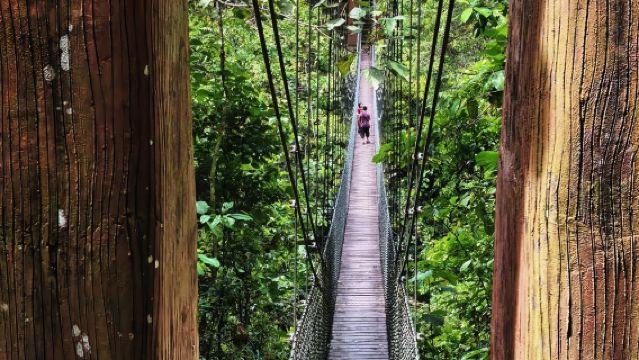 汶萊【港口 / 機場 接送】烏魯淡布隆國家公園/熱帶雨林徒步