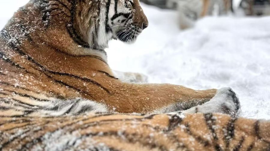 北海道人氣景點一日遊｜旭川動物園&網紅樹&白鬚瀑布&美瑛青池