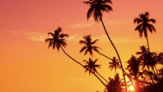 Tour rinfrescante nelle piantagioni di tè dello Sri Lanka: Tour di un giorno con noleggio con conducente esclusivo alla fabbrica del tè nel Distretto di Nuwara Eliya e alle cascate