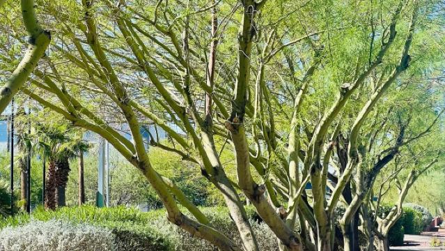 美國鳳凰城-來回圖森-歷史文化線-包車精選