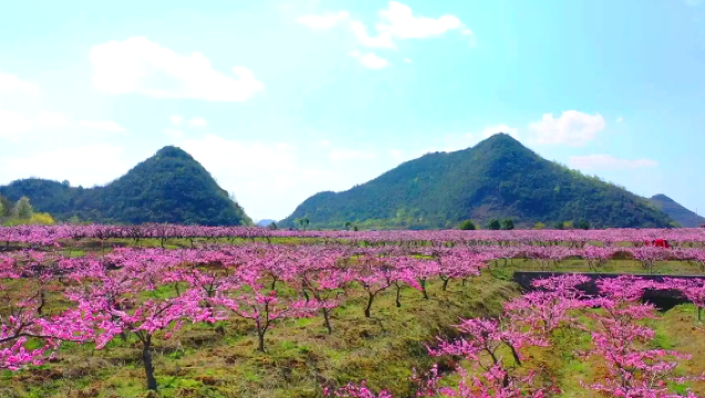 千畝桃花純玩1日遊