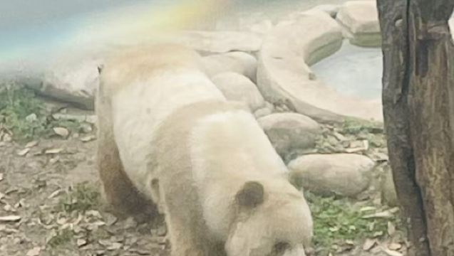 Qinling four rare animals science park + Louguantai forest park | 2-8 person premium small group | Pure play tour