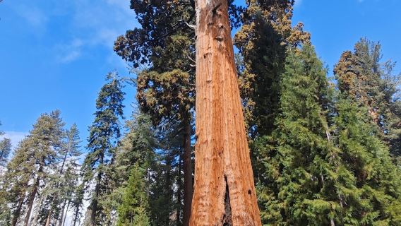 Tagesausflug in den Yosemite-Nationalpark & zu den Riesenmammutbäumen (Ab San Francisco)