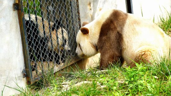Xi'an Departure Private Day Tour to Qinling Four Treasures Wildlife Park [Ideal for Family Groups]