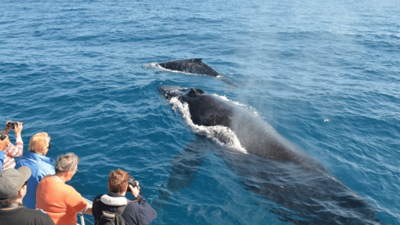 Samana: Whale-Watching and Cayo Levantado Full-Day Tour
