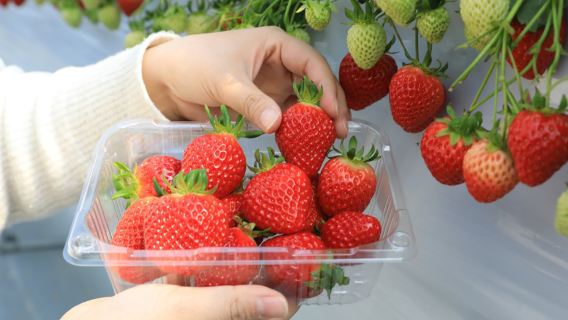 Winter-Tagesausflug in die Umgebung: Fischfliegendes Tal, Nami-Insel und Erdbeerpflücken