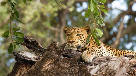 Perjalanan Sehari ke Taman Nasional Chobe: Safari Darat dan Air, Bertemu dengan Negeri Gajah