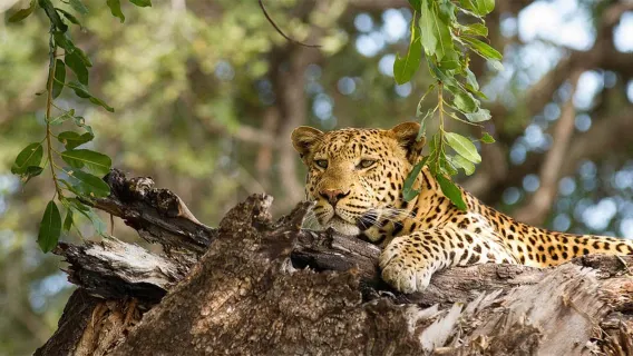 A one-day tour to Chobe National Park: A Land and Water Safari, Encountering the Land of Elephants