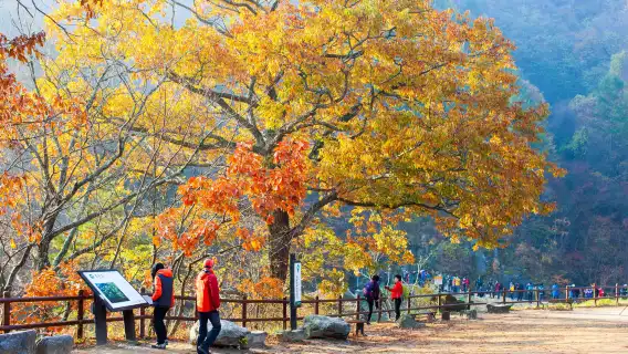 周王山國立公園 + 注山池水庫一日遊 (秋天賞楓 / 釜山出發)