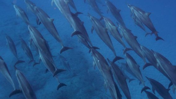 アメリカ・オアフ島ホノルルダイビング体験ダイビング3時間【野生のイルカ鑑賞/ボートで滑走/シュノーケリング装備完備/ワイキキビーチエリアのホテル】