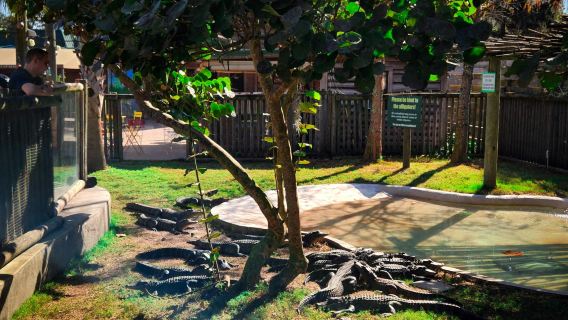 Everglades: 30-Minute Boggy Creek Airboat Tour At Southport Park