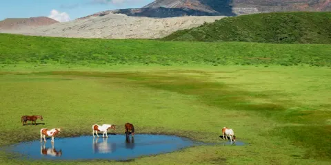 日本九州宮崎一日遊·高千穗峽谷·阿蘇火山口·草千里·福岡出發