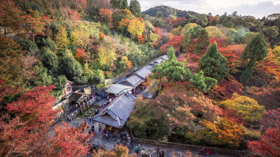 京都/大阪+清水寺＋伏見稻荷大社＋嵐山包車日遊【行程可調】