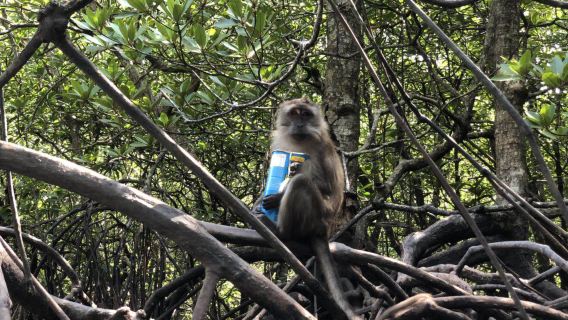 Langkawi Mangrove SUP Experience (Tanjong Rhu Mangrove Route)