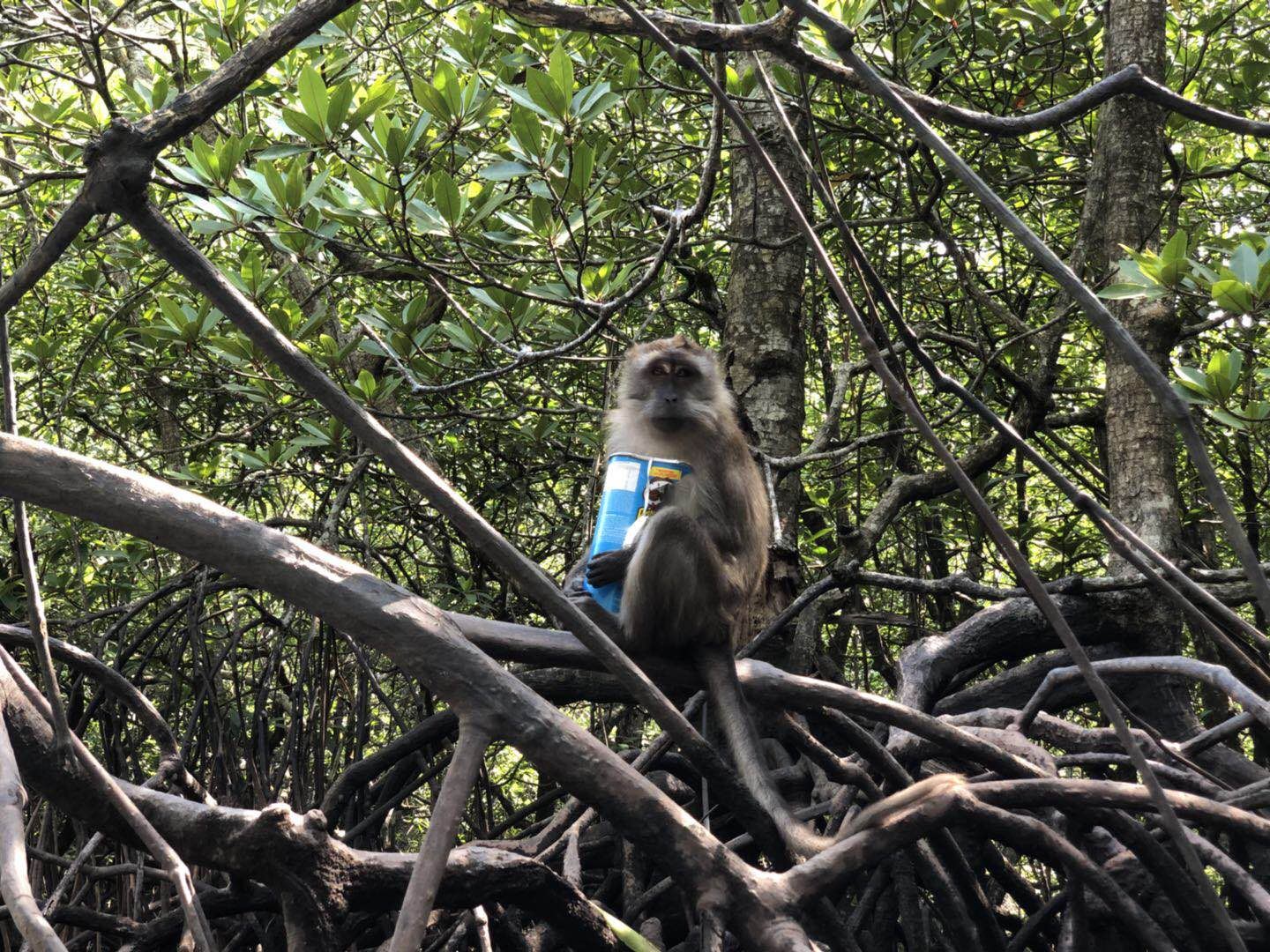 Esperienza di paddleboard nelle mangrovie di Langkawi (percorso delle mangrovie di Tanjung Rhu)