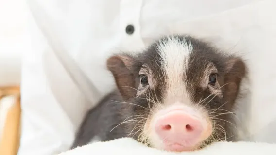 [mipig cafe Meguro store] Super popular healing pig cafe interactive experience