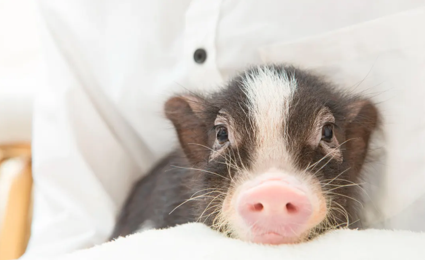 [mipig cafe Meguro] Esperienza interattiva nel popolarissimo caffè terapeutico con maialini