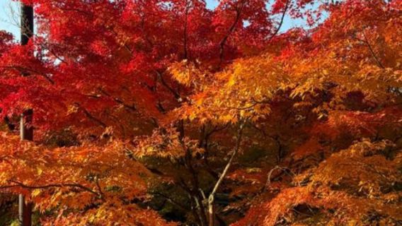 日本京都-瑠璃光院-三千院-貴船神社-嵐山-紅葉巡禮/紅葉季