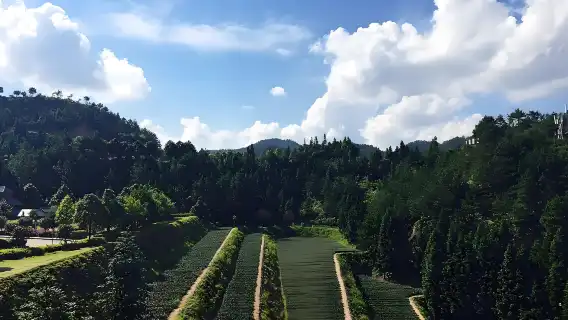 ทัวร์ชาอันซีจากเซียะเหมิน: ไร่ชาหัวเซียงหยวน ทุ่งชาเชิงนิเวศ และการชิมชา