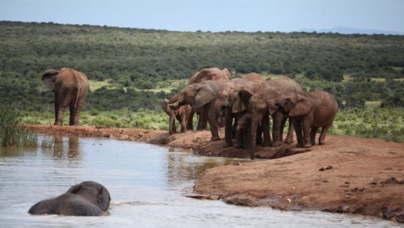 Ganztägige All-Inclusive-Safari mit traditionellem Braai-Mittagessen