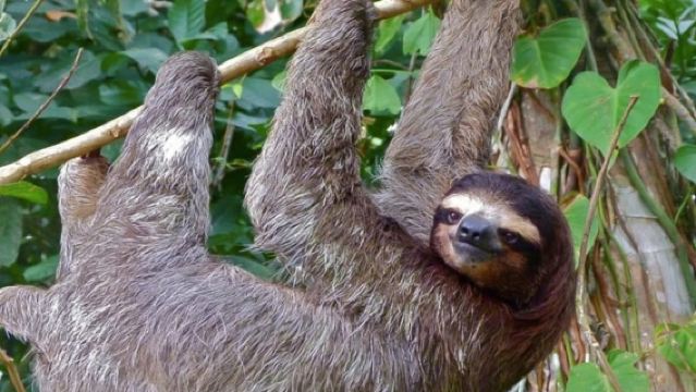 Naturschutzgebiet Vulkan Mombacho