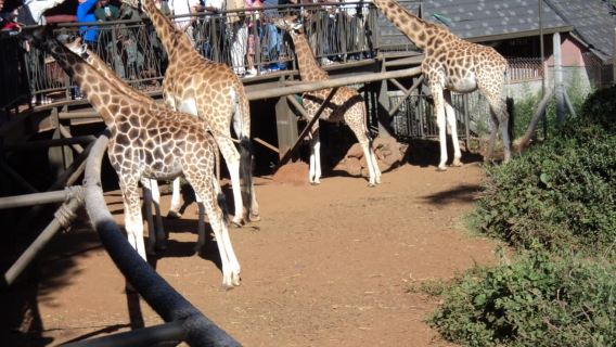 Tour del Giraffe Center e del Museo Karen Blixen da Nairobi