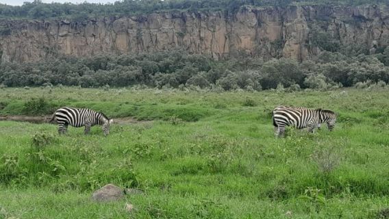 Lake Nakuru National Park Wildlife Highlights From Nairobi