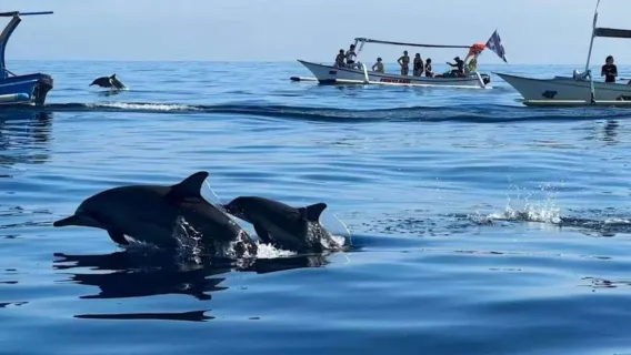 tour di un giorno a Bali per avvistare i delfini a Lovina con auto privata|Opzionale: sorgenti termali vulcaniche, parapendio, rafting