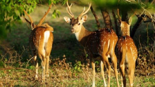 From Tangalle: All Inclusive Safari at Lunugamvehera Park