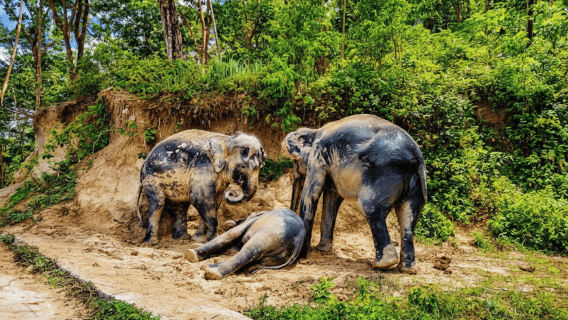 Phuket: Gajah Etis Setengah Hari dengan Makan dan Transfer