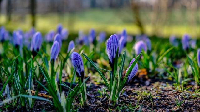 Glasgow Shore Excursion: - Loch Lomond - Stirling Castle