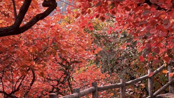 坡峰嶺純玩1日【紅葉觀賞+6km環形棧道+國家地理推薦】